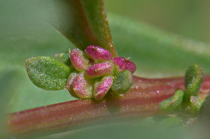 Nuttall's Povertyweed has beautiful but tiny flower clusters, inconspicuous to the human eye. Monolepis nuttalliana 